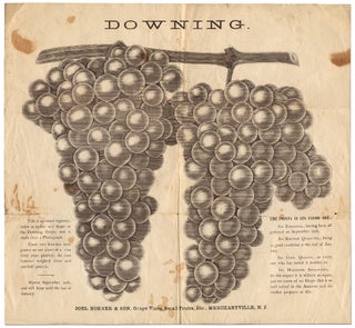 Item #283470 [Broadside]: Downing. This is an exact representation of the Downing Grape, and is...