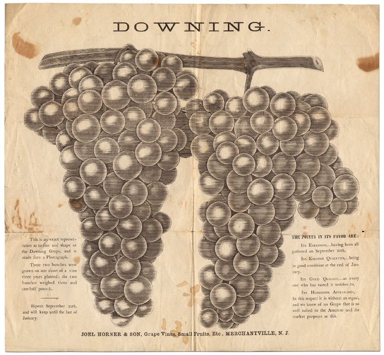 Item #283470 [Broadside]: Downing. This is an exact representation of the Downing Grape, and is made from a photograph