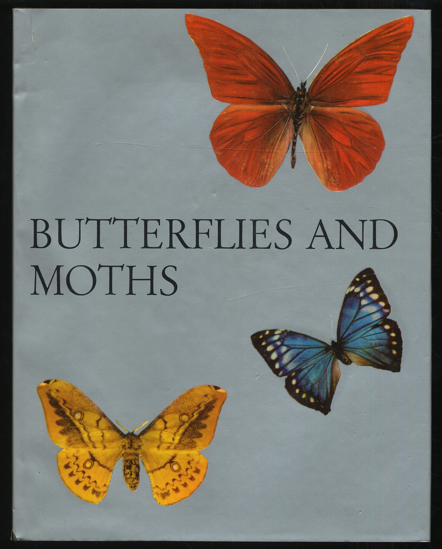 Butterflies and Moths | Norman RILEY