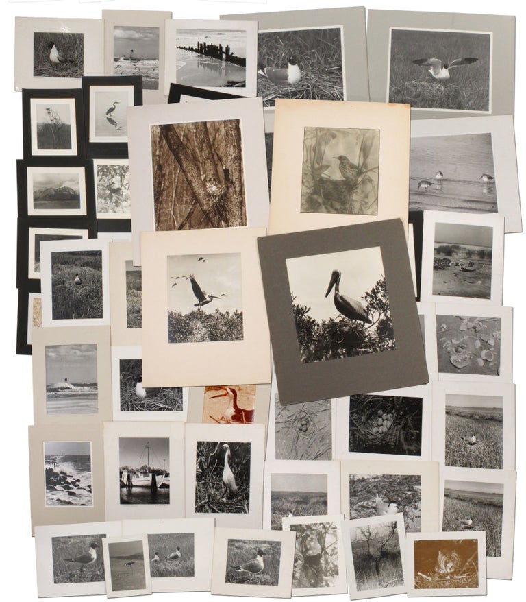 Item #376137 47 Photographs of Mid-Atlantic Woodland and Shorebirds. Benjamin Chapman HIATT.
