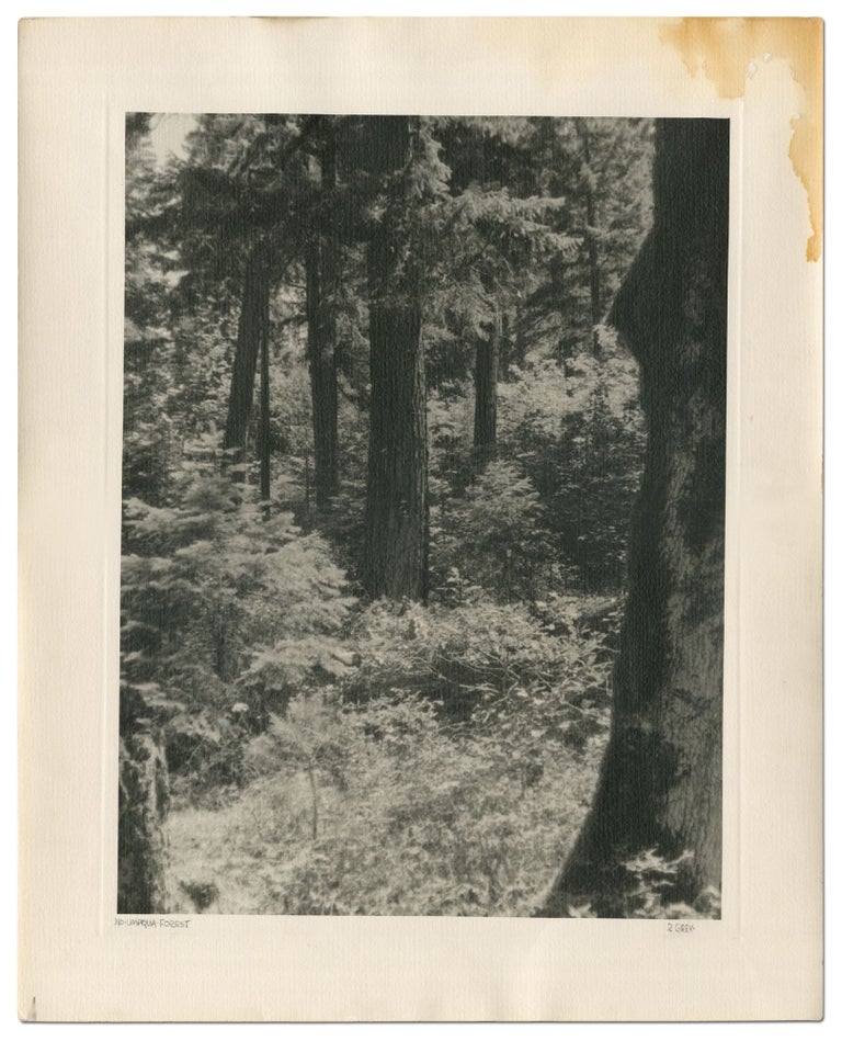Item #384214 [Photograph]: "No[rth]. Umpqua Forest" Romer GREY.