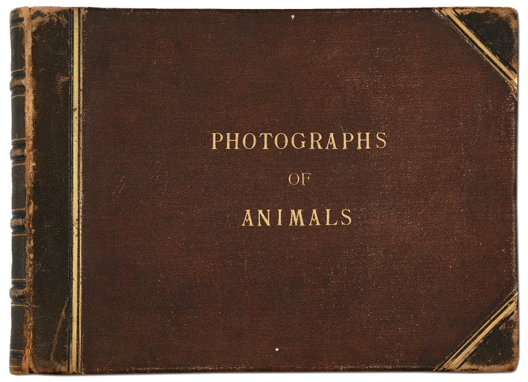 Item #412312 [Photograph Album]: Images of the Animals of the Breslau Zoo in Prussia. Circa 1880s. Gambier BOLTON, others, Henry Dixon, Ottomar Anschutz.