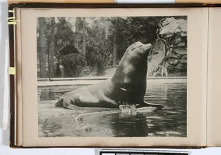 [Photograph Album]: Images of the Animals of the Breslau Zoo in Prussia. Circa 1880s