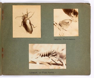 (Photo albums): Botany, Bugs, and Birds. Circa 1900