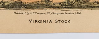 [Hand Colored Lithograph]: Flowers of Ugliness No. 9. Virginia Stock