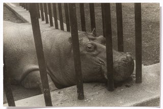 Item #440970 Photograph of a Hippopotamus in Central Park Zoo. Carl VAN VECHTEN