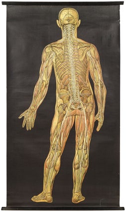 Two Life Size Color Lithographic Anatomy Charts of the Human Body