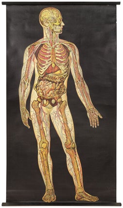 Item #460894 Two Life Size Color Lithographic Anatomy Charts of the Human Body