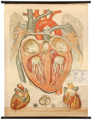 Item #460896 Anatomical Chart: The Healthy Heart