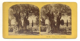 Item #563698 [Stereoview]: Garden of Olives, Jerusalem