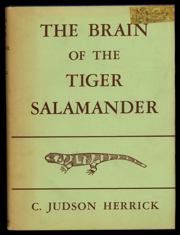 Item #623622 The Brain of the Tiger Salamander, Ambystoma tigrinum. C. Judson HERRICK.