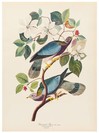 The Audbon Folio [Two Volumes]