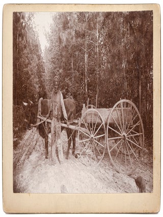 Item #628770 [Photograph]: Cart Man [African-American Man with Ox and Cart]. . A. PALMER,...