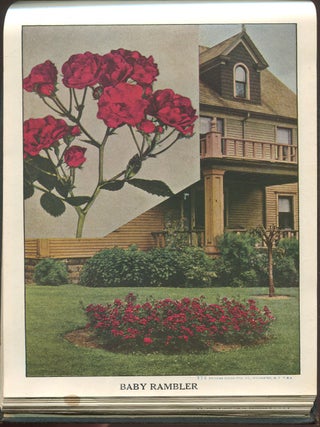The Fairview Nurseries