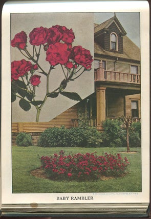 The Fairview Nurseries