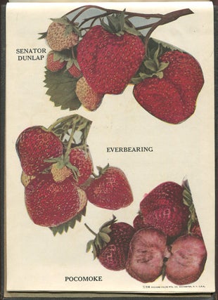 The Fairview Nurseries